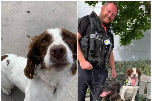 Police dog Taffy and Terry Davidson have uncovered millions of pounds worth of drugs.