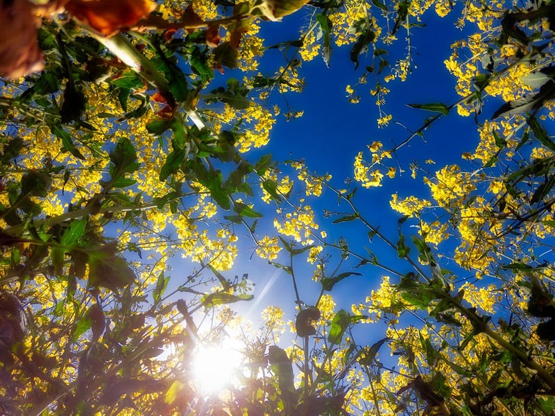 Dreaming of days when we could lay in fields.