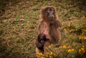 At 19 years old, Bachuma is the alpha female of one troop of geladas and fiercely protective of her new infant.