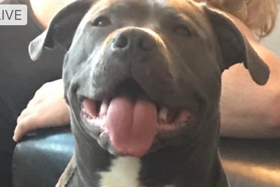 Sharon Marriott shared this wonderful picture of her smiling, angel Gus. He is just one year old and has the most amazing angel shaped white marking on his chest!