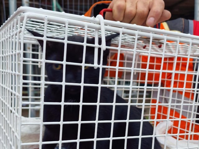 Murka the cat, safe after being rescued by firefighters and construction workers
