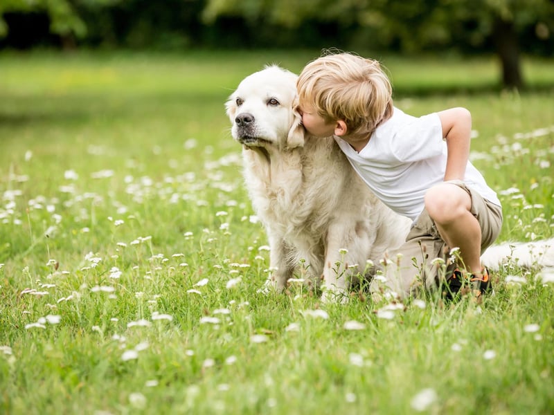 Another gundog famed for its placid nature, intelligence and good humour, the Golden Retriever is a perfect family pooch.