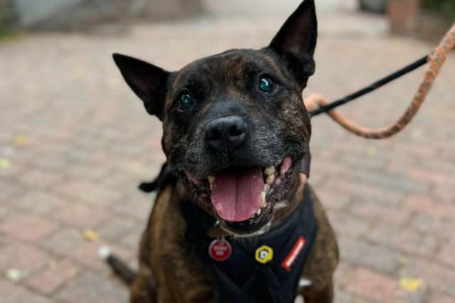 Rehomed dog Bruno needs a new owner after his soulmate passed away.
