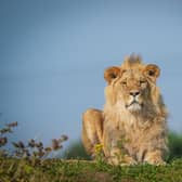 Ukrainian Lions celebrate their first summer of freedom in Yorkshire.