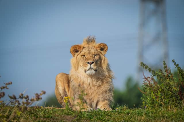 Ukrainian Lions celebrate their first summer of freedom in Yorkshire.