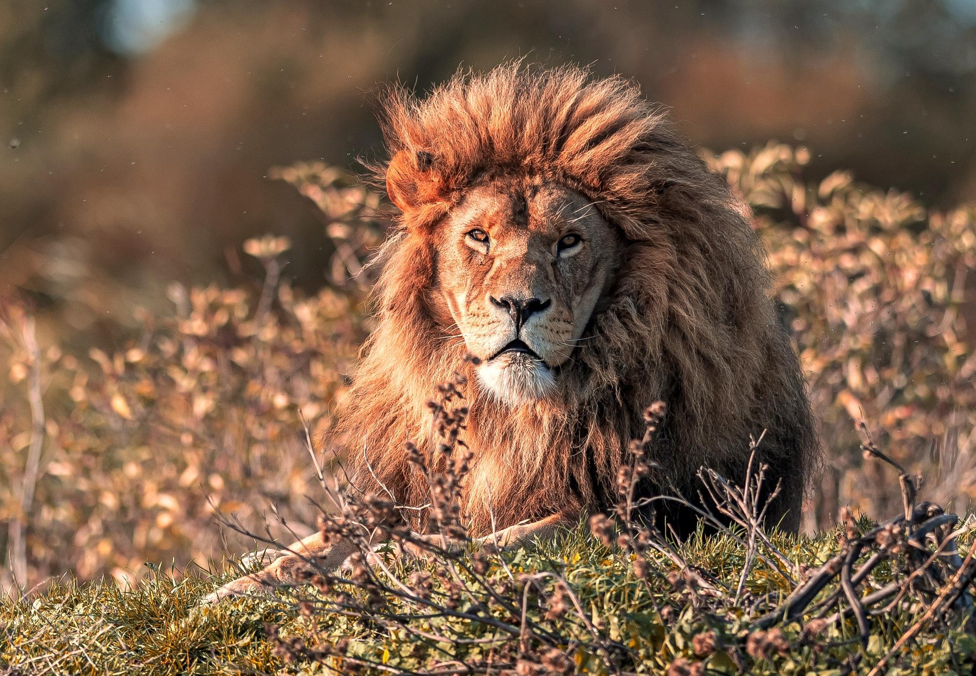 Lion country is a seven-acre reserve and our majestic lioness roared to celebrate the 12 year anniversary of the pride’s  rescue from a run down Romanian zoo in the biggest operation of its kind ever. They have been the pride of Yorkshire ever since!