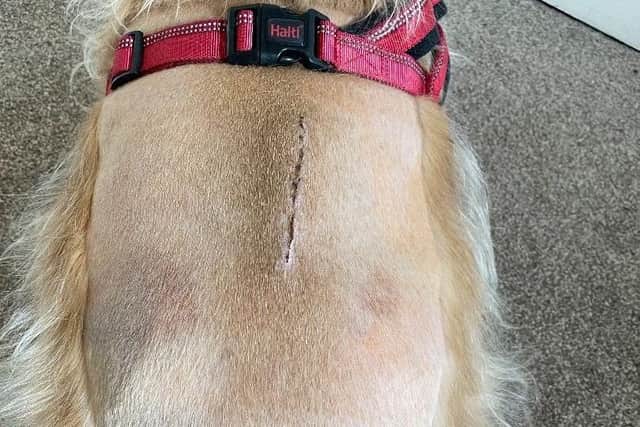Oscar's surgery scar