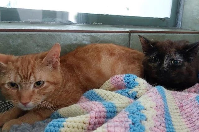 Another delightful duo, Simba and Flash are nine months and 15 weeks old, respectively. They're very friendly, but will need time given how young they both are.