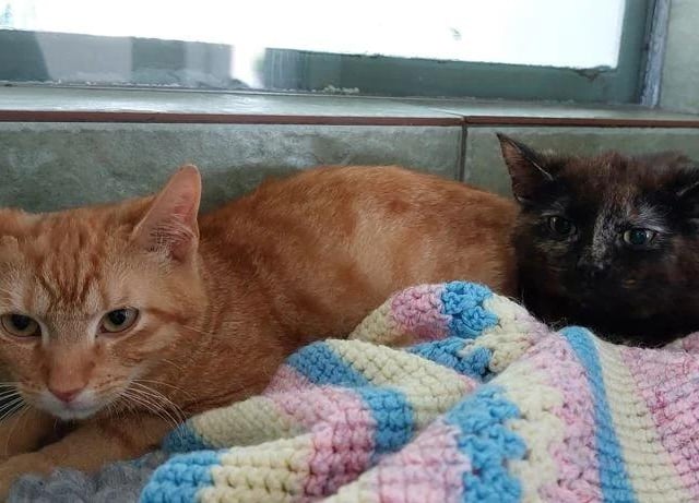 Another delightful duo, Simba and Flash are nine months and 15 weeks old, respectively. They're very friendly, but will need time given how young they both are.