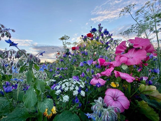The park is blooming lovely this summer.