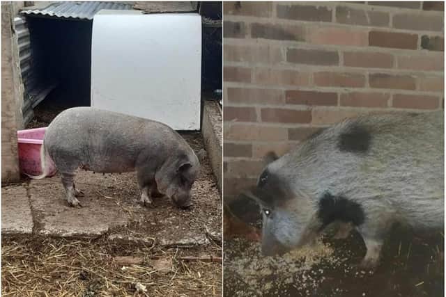 Nora and Dotty escaped from a trailer near Tickhill.
