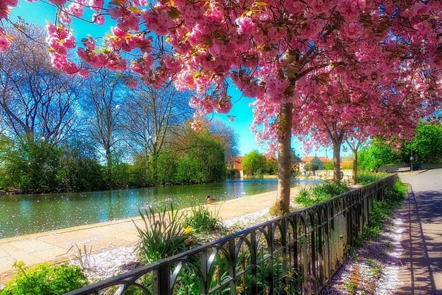 A delightful cherry blossom shot of Tickhill Duck Pond.