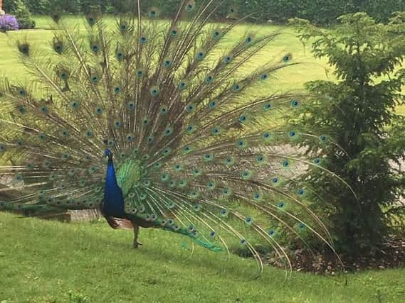 Paxo the peacock in all his finery before being savaged by a dog. (Photo: Kim Corcoran).