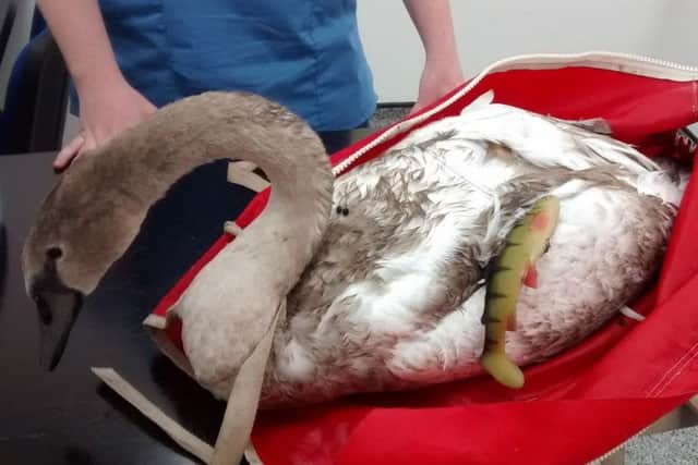 One of the swans rescued after becoming tangled in fishing wire at Martinwells Lake.