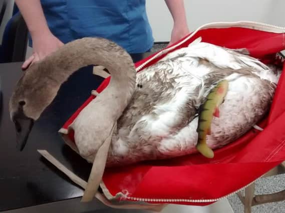 One of the swans rescued after becoming tangled in fishing wire at Martinwells Lake.