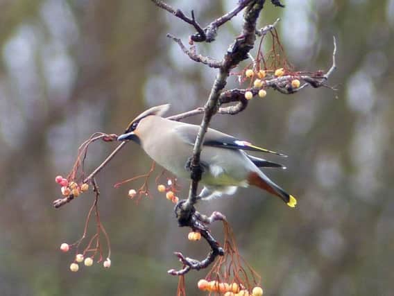 One of the waxwings near Sandall Park. (Photo: Emily Grant).