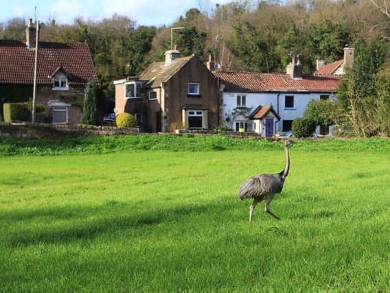 A second rhea has been spotted on the loose at Sprotbrough