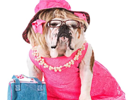 has your dog got what it takes to star in Legally Blonde?