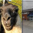 Llama and Sheffield Richmond Travelodge.