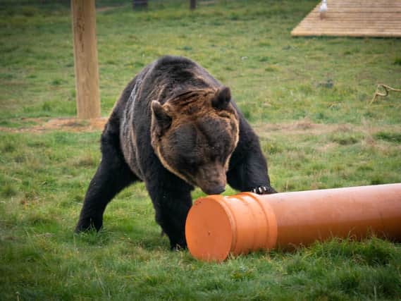 Plastics pipe manufacturer Polypipe is helping to exercise the grey matter of three rare Asian Bears at Yorkshire Wildlife Park with a donation of toys.