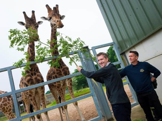 SCR Mayor Dan Jarvis feeds two giraffes at Yorkshire Wildlife Park. Pic: Alan Hamer
