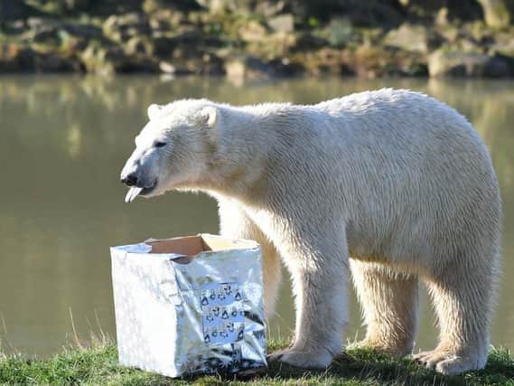 Yorkshire Wildlife Park.
Polar Bear's enjoy Christmas presents.
Photo courtesy Yorkshire Wildlife Park.