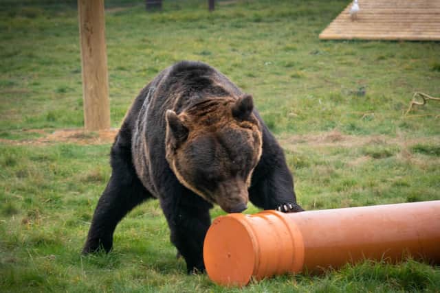 Plastics pipe manufacturer Polypipe is helping to exercise the grey matter of three rare Asian Bears at Yorkshire Wildlife Park with a donation of toys.