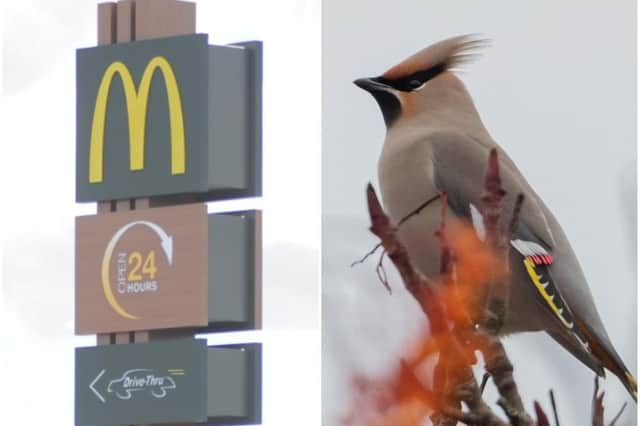 Birdwatchers have been flocking to a Doncaster McDonald's to catch a glimpse of waxwings. (Photo: Chris Twell).