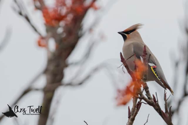 Waxwings are a winter visitor to the UK. (Photo: Chris Twell).