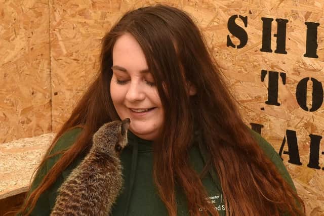 Jess Taylor, of Reptile Rendezvous with the meerkats, which is part of the shops animal encounters, based in Waterdale, Doncaster.