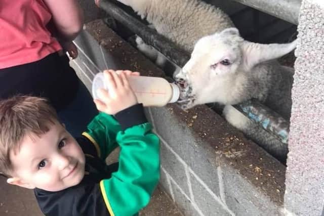 Feeding the lambs at Boston Park Farm