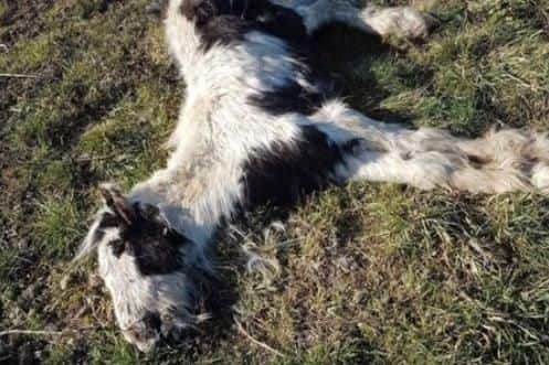 The dead animals were found today in the village of Blaxton near Doncaster.