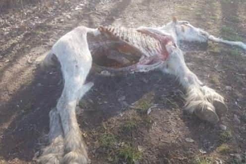 The dead animals were found today in the village of Blaxton near Doncaster.