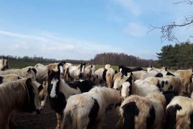 Up to 80 horses are in danger of dying in a field in South Yorkshire.