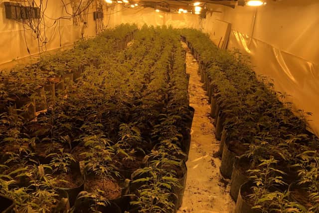 These  cannabis plants were found by police above a shop on High Street, Doncaster