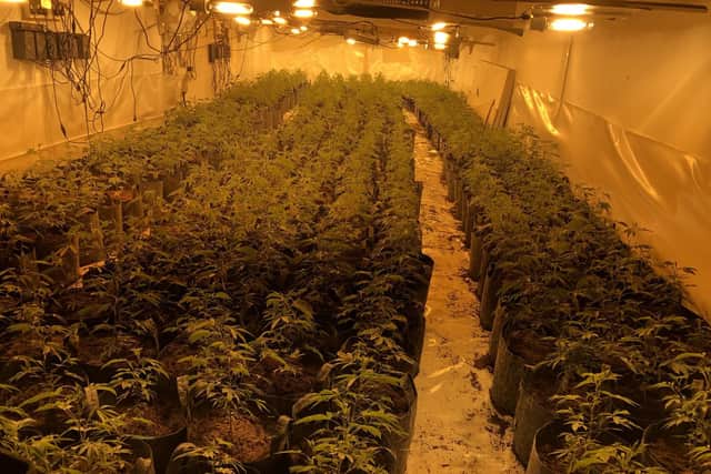 These  cannabis plants were found by police above a shop on High Street, Doncaster