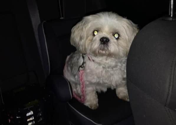 Sasha was found on the back seat of Taylor Payne's car. (Photo: Taylor Payne).
