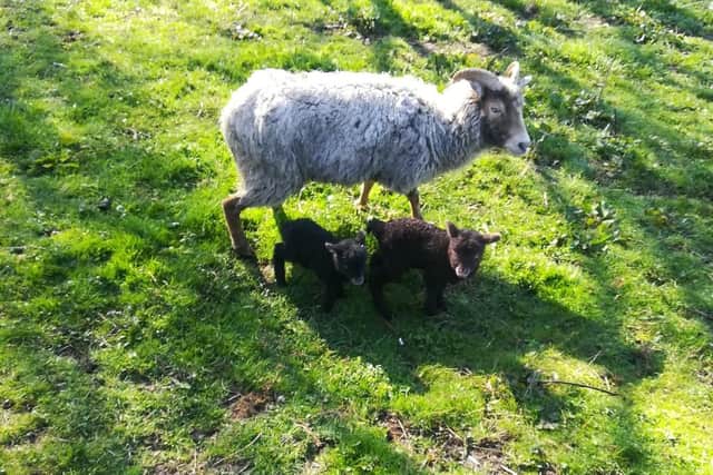 The lambs were stolen in Doncaster on Saturday.