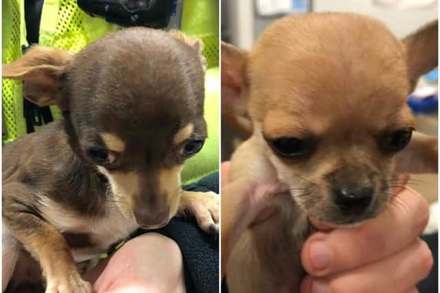 Two dogs were found by the police in a car abandoned in Doncaster