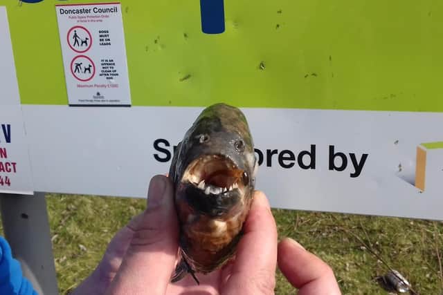 The deadly fish was discovered floating in the lake.