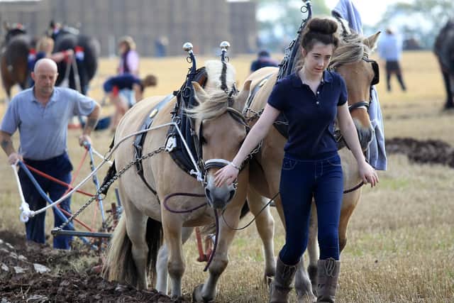 Festival of the Plough 2015 at High Burnham near Epworth - Action from the horse ploughing classes.