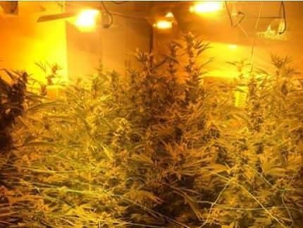 A cannabis farm was discovered in a house in Askern, Doncaster, yesterday