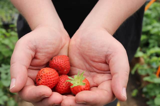 Strawberries grown at the farm.