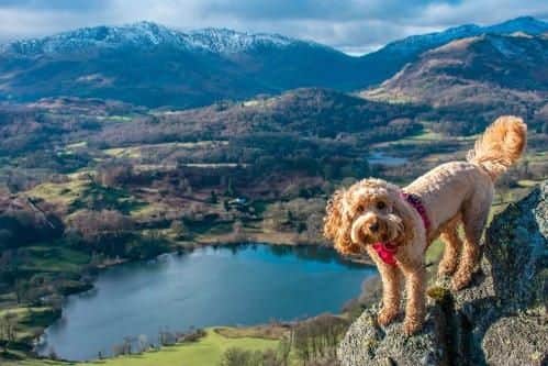 Last year's Canine Critic Poppy on holiday in the Lake District