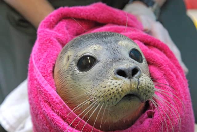 A rescued seal