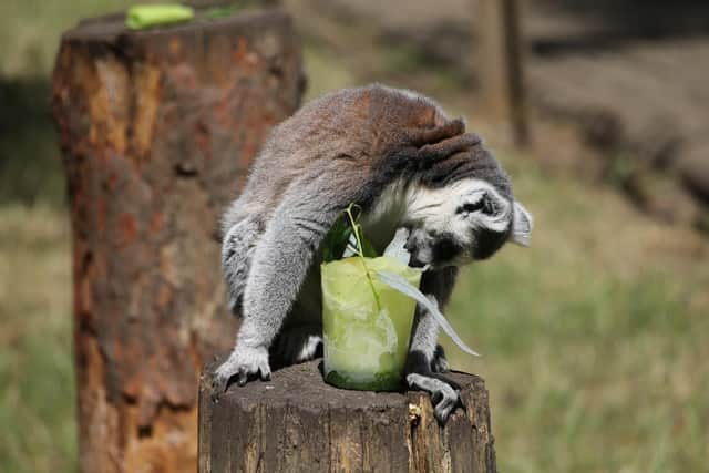 A lemur takes a sip of a cold drink.