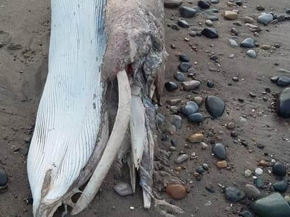 The whale. PIC: Karl Shannon Hornsea Rescue