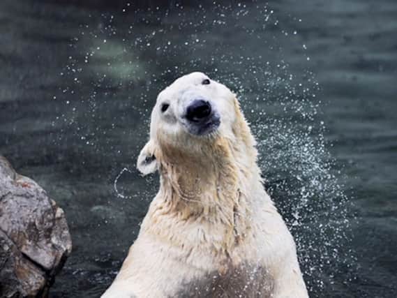 Tongki will become Yorkshire Wildlife Park's fifth polar bear.  (Photo: YWP).