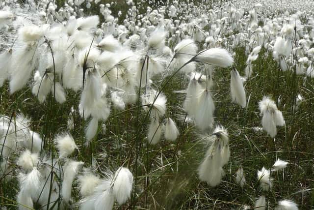 Cotton grass guided walk