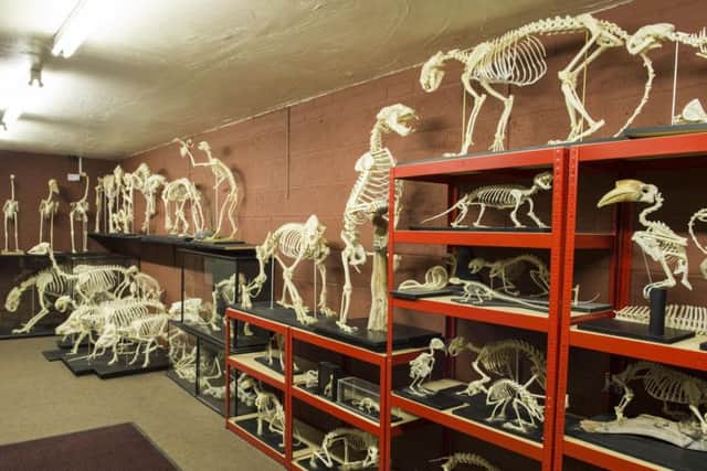 Some of the skeletons Alan Turner has in his shop at Dunscroft. Picture: Dean Atkins